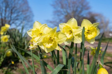 Çiçekler açtığında nergis (narcissus) çiçeklerini kapat