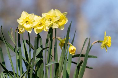 Çiçekler açtığında nergis (narcissus) çiçeklerini kapat