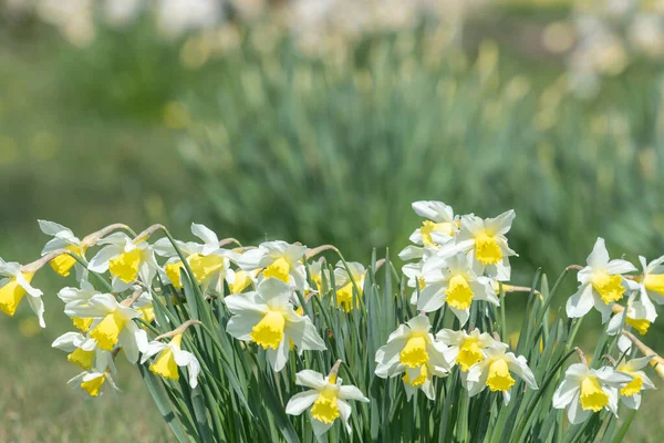 Çiçekler açan nergis (narcissus)