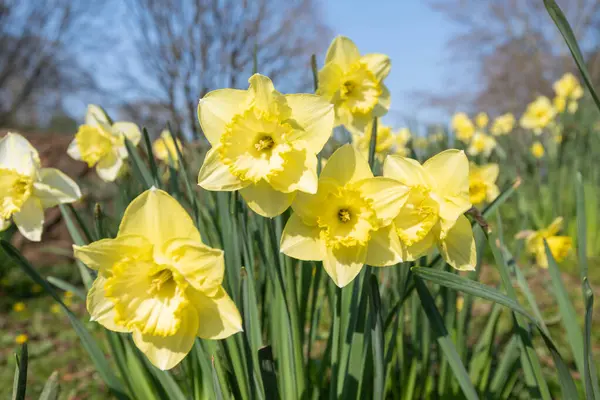 Çiçekler açtığında nergis (narcissus) çiçeklerini kapat