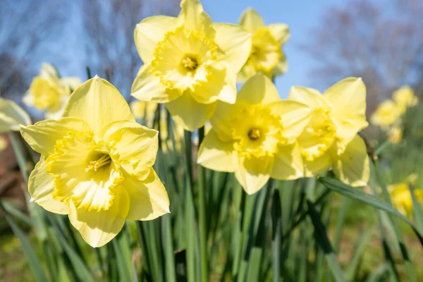 Çiçekler açtığında nergis (narcissus) çiçeklerini kapat