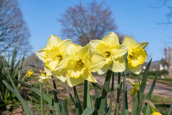 Primer Plano Las Flores Narciso Flor —  Fotos de Stock