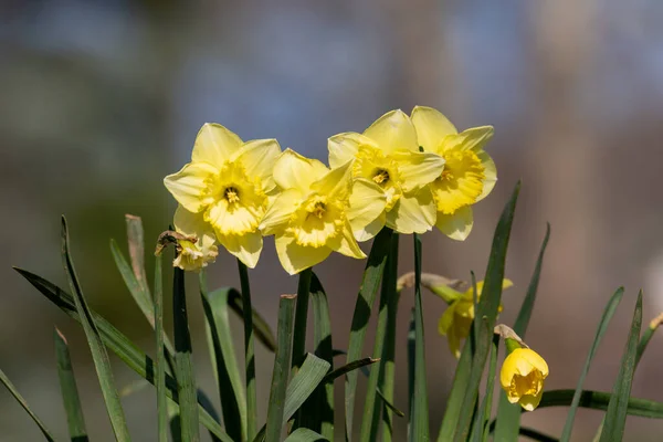 Gros Plan Des Fleurs Jonquille Narcisse Fleurs — Photo