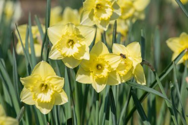Çiçekler açtığında nergis (narcissus) çiçeklerini kapat