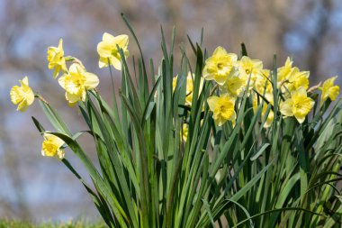 Çiçekler açtığında nergis (narcissus) çiçeklerini kapat