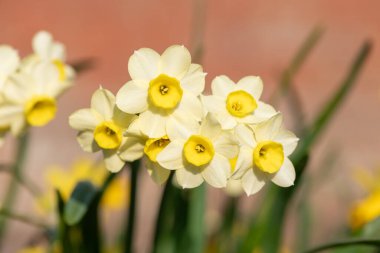 Çiçekler açtığında nergis (narcissus) çiçeklerini kapat