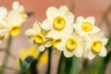 Çiçekler açtığında nergis (narcissus) çiçeklerini kapat