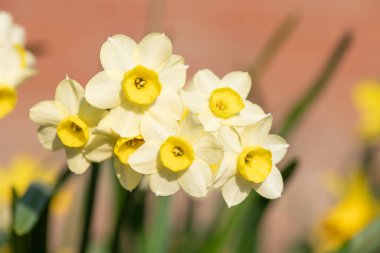Çiçekler açtığında nergis (narcissus) çiçeklerini kapat