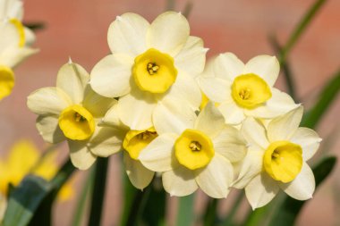 Çiçekler açtığında nergis (narcissus) çiçeklerini kapat