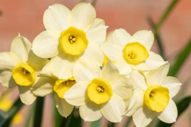 Çiçekler açtığında nergis (narcissus) çiçeklerini kapat