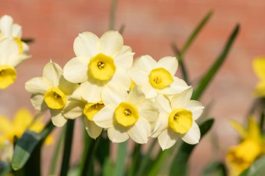 Çiçekler açtığında nergis (narcissus) çiçeklerini kapat