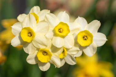 Çiçekler açtığında nergis (narcissus) çiçeklerini kapat