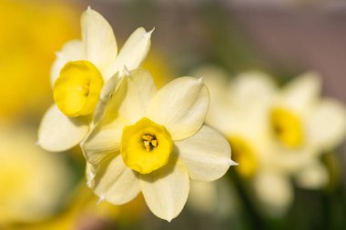 Çiçekler açtığında nergis (narcissus) çiçeklerini kapat