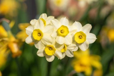 Çiçekler açtığında nergis (narcissus) çiçeklerini kapat