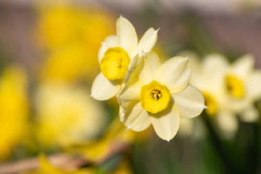 Çiçekler açtığında nergis (narcissus) çiçeklerini kapat