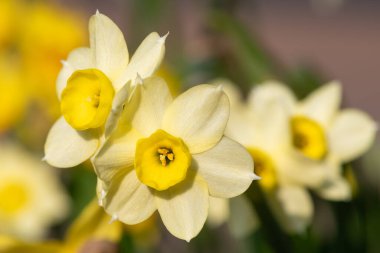 Çiçekler açtığında nergis (narcissus) çiçeklerini kapat