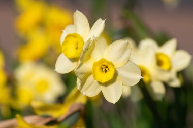 Çiçekler açtığında nergis (narcissus) çiçeklerini kapat
