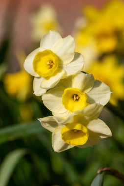 Çiçekler açtığında nergis (narcissus) çiçeklerini kapat