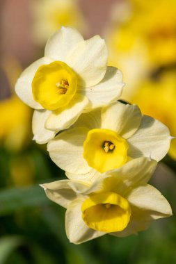 Çiçekler açtığında nergis (narcissus) çiçeklerini kapat