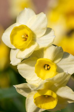 Çiçekler açtığında nergis (narcissus) çiçeklerini kapat