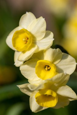 Çiçekler açtığında nergis (narcissus) çiçeklerini kapat