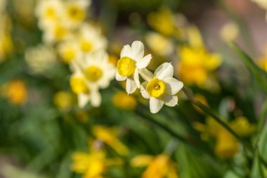 Çiçekler açtığında nergis (narcissus) çiçeklerini kapat