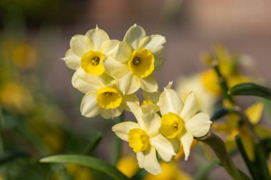 Çiçekler açtığında nergis (narcissus) çiçeklerini kapat
