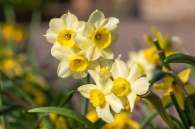 Çiçekler açtığında nergis (narcissus) çiçeklerini kapat