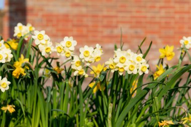 Çiçekler açtığında nergis (narcissus) çiçeklerini kapat