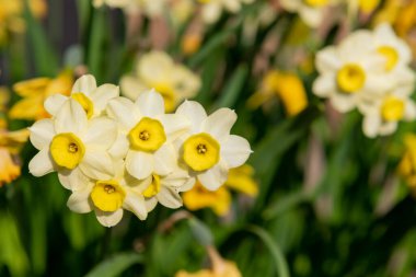 Çiçekler açtığında nergis (narcissus) çiçeklerini kapat