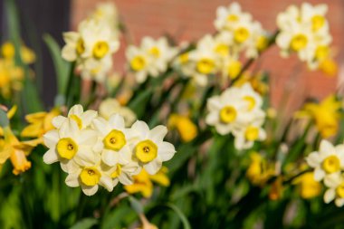 Çiçekler açtığında nergis (narcissus) çiçeklerini kapat