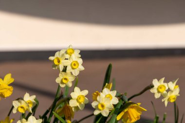 Çiçekler açan nergis (narcissus)