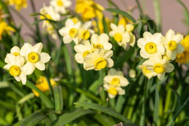 Çiçekler açan nergis (narcissus)