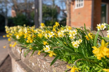 Çiçekler açan nergis (narcissus)
