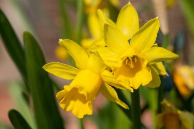 Çiçekler açtığında nergis (narcissus) çiçeklerini kapat