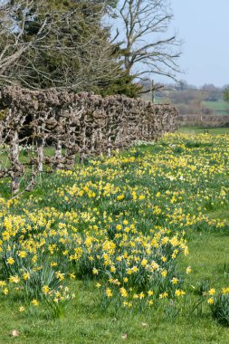 Süslü-püslü bir bahçede çiçek açan nergisler,