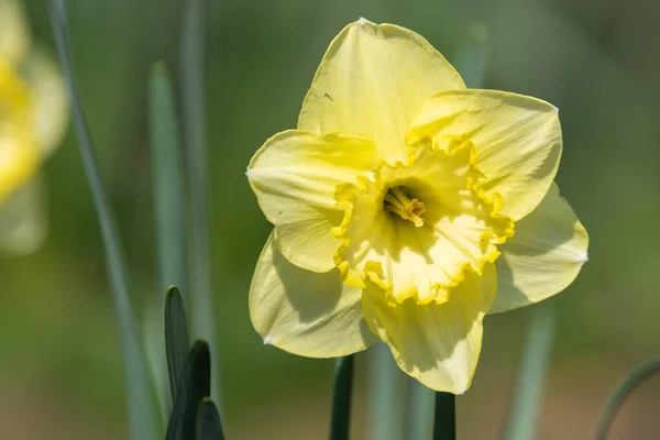 Close Van Een Narcis Bloem Bloei — Stockfoto