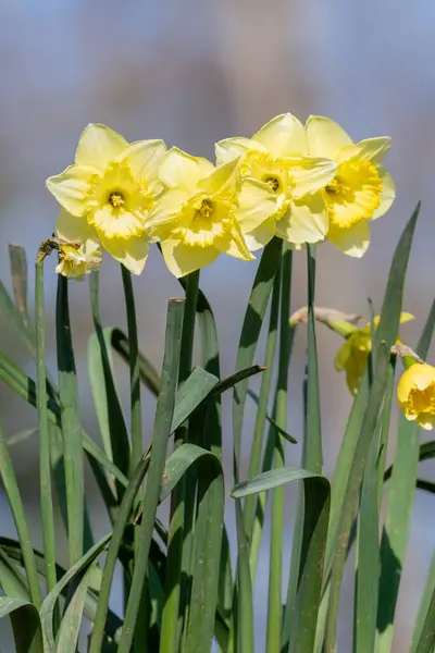 Närbild Påsklilja Narcissus Blommor Blom — Stockfoto