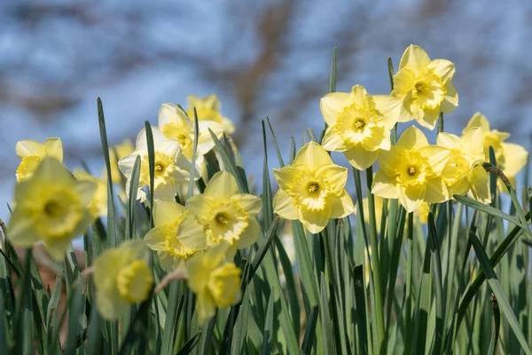 Çiçekler açtığında nergis (narcissus) çiçeklerini kapat