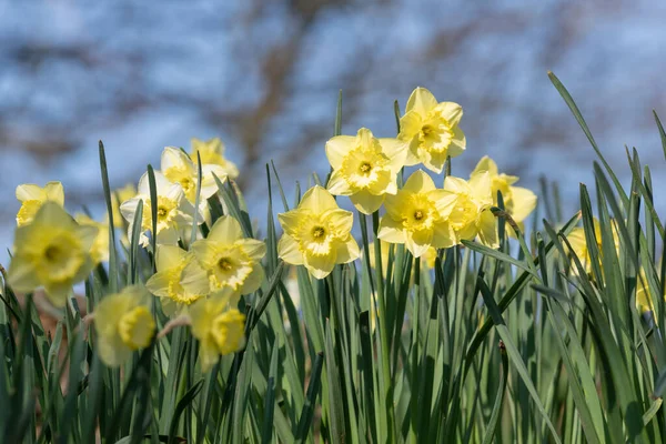 Çiçekler açtığında nergis (narcissus) çiçeklerini kapat