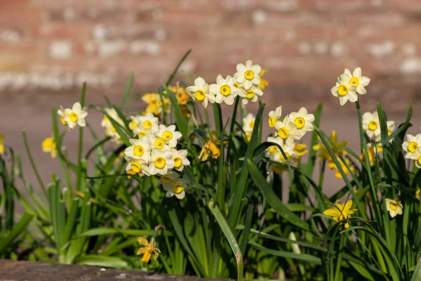 Primer Plano Las Flores Narciso Flor —  Fotos de Stock