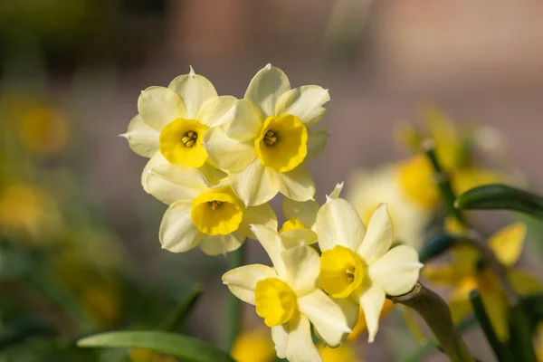 Nárcisz Nárcisz Virágok Virágzásának Közelsége — Stock Fotó