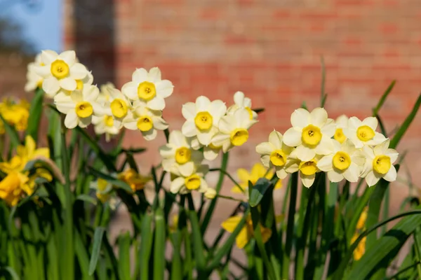 Çiçekler açtığında nergis (narcissus) çiçeklerini kapat