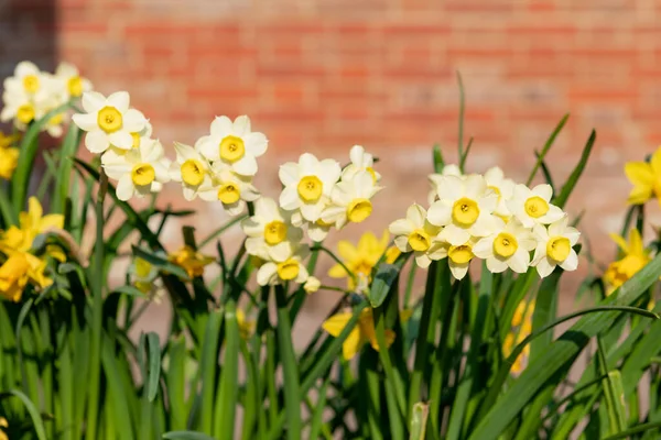 Çiçekler açtığında nergis (narcissus) çiçeklerini kapat