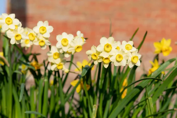 Primer Plano Las Flores Narciso Flor —  Fotos de Stock