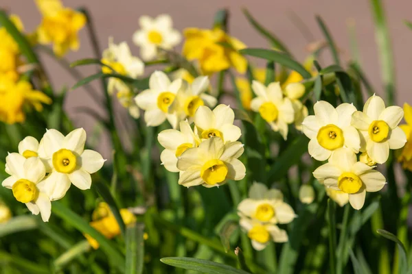 Цветущие Нарциссы Нарцисс — стоковое фото