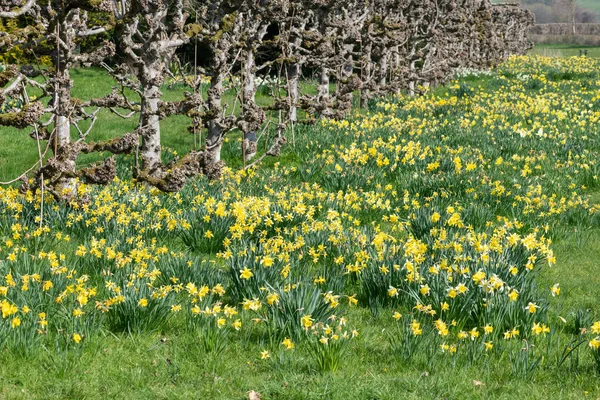 Süslü-püslü bir bahçede çiçek açan nergisler,