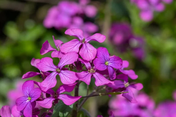 Primo Piano Fiori Rosa Onestà Lunaria Annua Fiore — Foto Stock