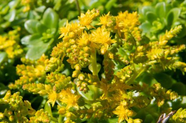 Çiçek açan sedum karmaşasını kapat