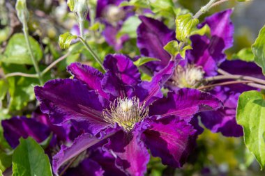 Mor klematis çiçeklerinin açtığı yeri kapatın.